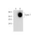 Siglec-7 Antibody (A-7) - Western Blotting - Image 309488 
