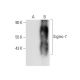 Siglec-7 Antibody (H-2) - Western Blotting - Image 303395 