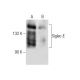 Siglec-E Antibody (F-7) - Western Blotting - Image 285020