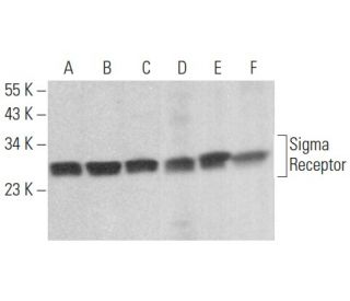 Sigma Receptor Antibody (B-5) - Western Blotting - Image 354440 