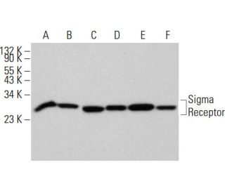 Sigma Receptor Antibody (B-5) - Western Blotting - Image 377240 