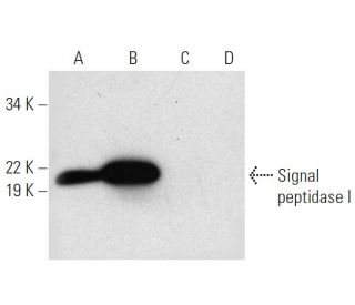 Signal peptidase I Antibody (A-12) - Western Blotting - Image 301445 