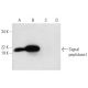 Signal peptidase I Antibody (A-12) - Western Blotting - Image 301445 