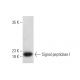 Signal peptidase I Antibody (A-12) - Western Blotting - Image 389135