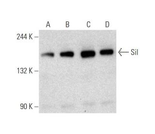 Sil Antibody (A-6) - Western Blotting - Image 130126 