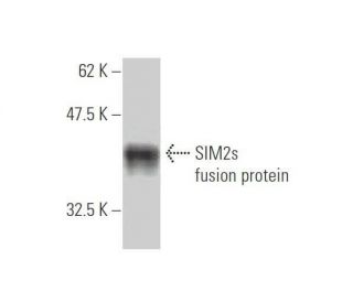 western blotting image from recommended SIM2s (3E6) monoclonal antibody replacement. Image 348841