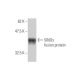 western blotting image from recommended SIM2s (3E6) monoclonal antibody replacement. Image 348841