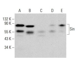 Sin Antibody (13) - Western Blotting - Image 384305 