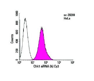Transfection efficiency of Chk1 siRNA (h): sc-29269 labeled with Cy3 in HeLa cells using siRNA Transfection Reagent: sc-29 