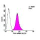 Transfection efficiency of Chk1 siRNA (h): sc-29269 labeled with Cy3 in HeLa cells using siRNA Transfection Reagent: sc-29 
