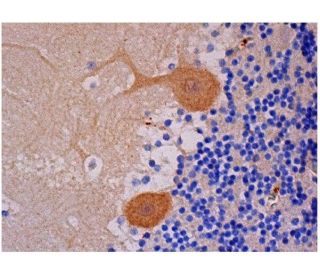 SIRP-&alpha; Antibody (C-7) - Immunohistochemistry - Image 284695 