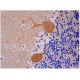SIRP-α Antibody (C-7) - Immunohistochemistry - Image 284695 