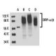 SIRP-α/β Antibody (148) - Western Blotting - Image 15721