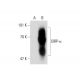 SIRP-α/β Antibody (148) - Western Blotting - Image 138986 