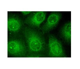SIRP-&alpha;/&beta;1 Antibody (A-1) - Immunofluorescence - Image 152198 