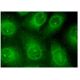SIRP-α/β1 Antibody (A-1) - Immunofluorescence - Image 152198 