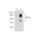 SIRP-α/β1 Antibody (A-1) - Western Blotting - Image 154793 