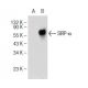 SIRP-α/β1 Antibody (C-8) - Western Blotting - Image 146895