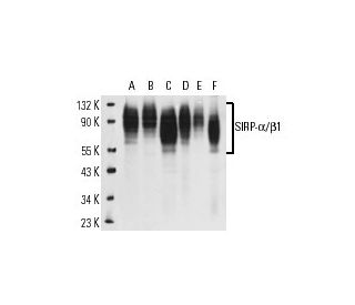 SIRP-&alpha;/&beta;1 Antibody (E-7) - Western Blotting - Image 14758 