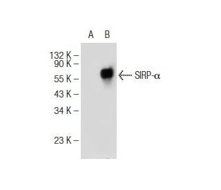 SIRP-&alpha;/&beta;1 Antibody (C-8) - Western Blotting - Image 146895 