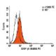SIRP-β1 Antibody (B4B6) - Flow Cytometry - Image 8140