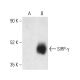 SIRP-γ Antibody (OX119) - Western Blotting - Image 404256