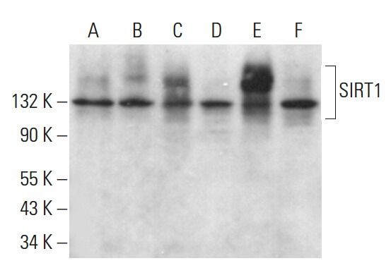 SIRT1 Antibody (B-7) | SCBT - Santa Cruz Biotechnology