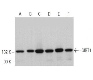 western blotting image from recommended SIRT1 (B-10) monoclonal antibody replacement. Image 369313