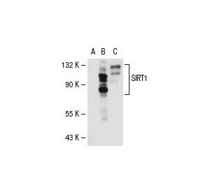 SIRT1 Antibody (B-7) - Western Blotting - Image 30562