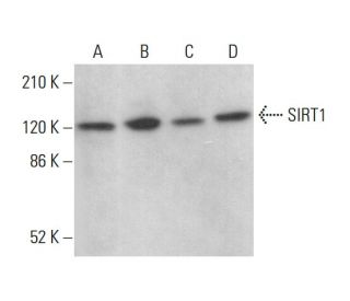 SIRT1 Antibody (33.36) - Western Blotting - Image 379044