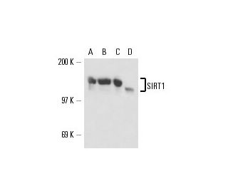 SIRT1 Antibody (B-7) - Western Blotting - Image 17023The Double Nickase Plasmid features a U6 promoter for sgRNA expression, a 20 nt targeting sequence, and a gRNA scaffold to guide Cas9n. It includes a CBh promoter for Cas9n (D10A) and puromycin resistance, GFP for transfection verification, and nuclear localization signals (NLS). The 2A peptide allows co-expression of Cas9n and Puro from a single promoter, enabling precise genome editing with reduced off-target effects.