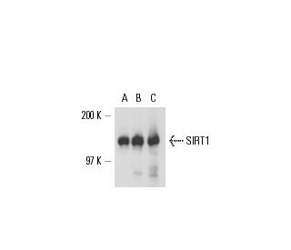 SIRT1 Antibody (B-10) - Western Blotting - Image 17042
