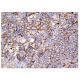 SIRT2 Antibody (A-5) - Immunohistochemistry - Image 156806 