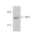 SIRT2 Antibody (A-5) - Western Blotting - Image 6606 