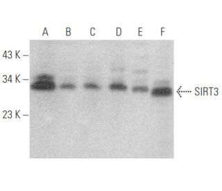 western blotting image from recommended SIRT3 (F-10) monoclonal antibody replacement. Image 354108