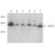 western blotting image from recommended SIRT3 (F-10) monoclonal antibody replacement. Image 354108