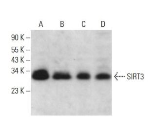 SIRT3 Antibody (F-10) - Western Blotting - Image 379190The Double Nickase Plasmid features a U6 promoter for sgRNA expression, a 20 nt targeting sequence, and a gRNA scaffold to guide Cas9n. It includes a CBh promoter for Cas9n (D10A) and puromycin resistance, GFP for transfection verification, and nuclear localization signals (NLS). The 2A peptide allows co-expression of Cas9n and Puro from a single promoter, enabling precise genome editing with reduced off-target effects. 