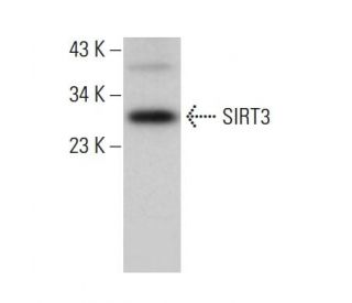 SIRT3 Antibody (F-10) - Western Blotting - Image 379189The Double Nickase Plasmid features a U6 promoter for sgRNA expression, a 20 nt targeting sequence, and a gRNA scaffold to guide Cas9n. It includes a CBh promoter for Cas9n (D10A) and puromycin resistance, GFP for transfection verification, and nuclear localization signals (NLS). The 2A peptide allows co-expression of Cas9n and Puro from a single promoter, enabling precise genome editing with reduced off-target effects.