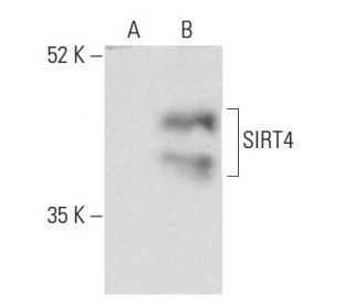 SIRT4 Antibody (95.1) - Western Blotting - Image 399631