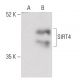 SIRT4 Antibody (95.1) - Western Blotting - Image 399631