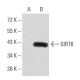 SIRT6 Antibody (2G1H1) - Western Blotting - Image 358291 
