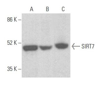 SIRT7 Antibody (C-3): sc-365344