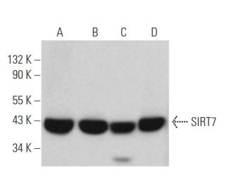 SIRT7 Antibody (C-3) - Western Blotting - Image 362136 