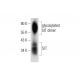 SIT Antibody (G-8) - Western Blotting - Image 131223