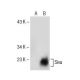 Siva Antibody (F-1) - Western Blotting - Image 154696