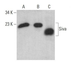 Siva Antibody (F-1) - Western Blotting - Image 375476 