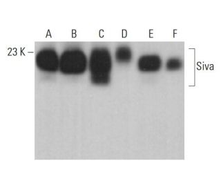 Siva Antibody (FL-175): sc-48767