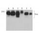 Dieser polyklonale Antikörper wird nicht mehr hergestellt. Wir empfehlen Ihnen unseren <a href="siva-antibody-h-9">Siva (H-9)</a> monoklonalen Antikörper (Beispielsdaten werden angezeigt). western blotting image from recommended Siva (H-9) monoclonal antibody replacement. Image 375475