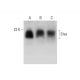 Siva Antibody (H-9) - Western Blotting - Image 318577