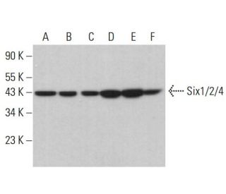 western blotting image from recommended Six1/2/4 (E-11) monoclonal antibody replacement. Image 382304